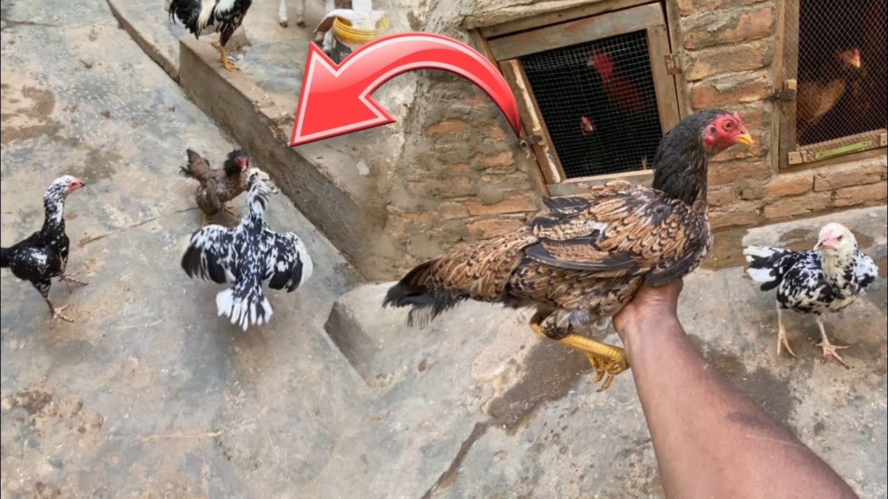 New murgi muqabla har gai 😱