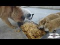 20210129   －   Dog rescue in China   4天救了22条流浪狗，在大家的幇助下，狗狗吃上了热乎乎团圓飯