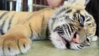 CUTEST Most ADORABLE Baby Tigers!