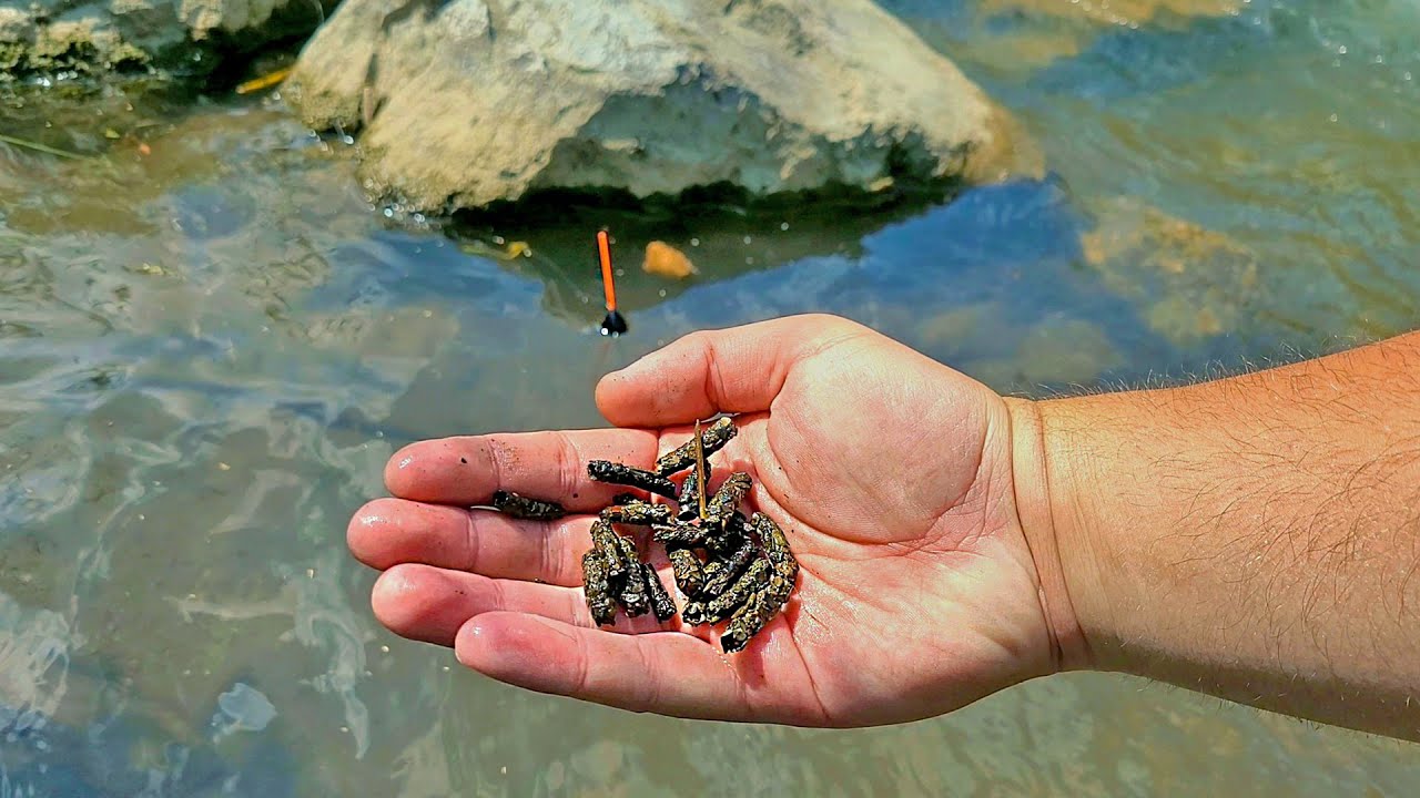Ribolov KAPITALNE Potočne Mrene i Pastrmke u Planinskoj Reci - Pecanje Na Plovak!