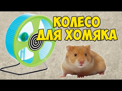 Беговое колесо для хомяка – как выбрать? Размер колеса для сирийских и джунгарских хомяков