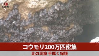 コウモリ200万匹密集 比の洞窟 手厚く保護