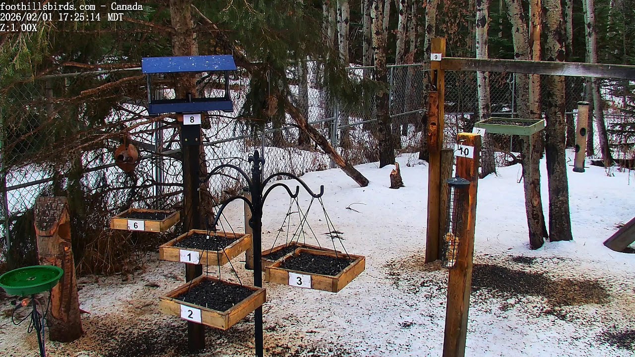 2025-02-01 -  Foothills Birds - PTZ Live Stream Bird Feeder Cam  [65+ Species]