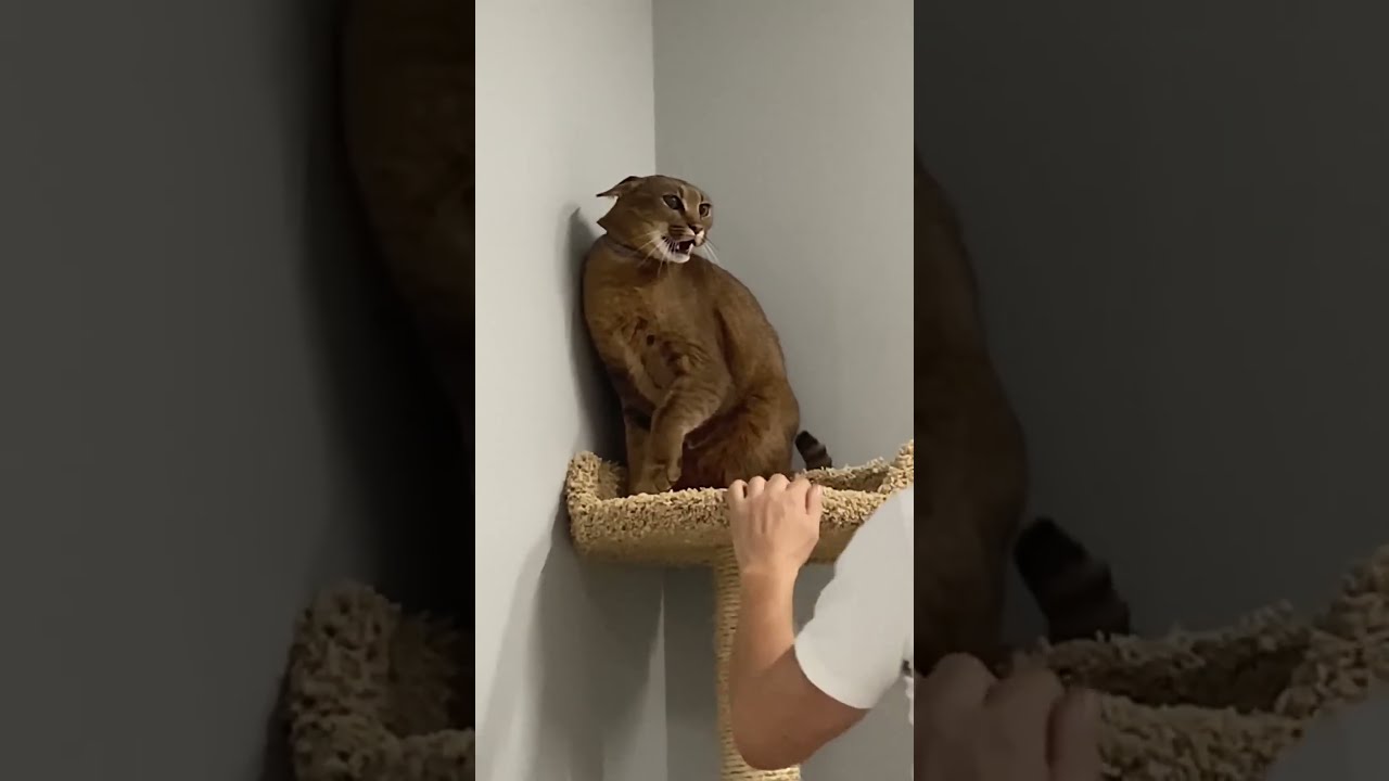 CE CHAT ATTAQUE TOUT LE MONDE 