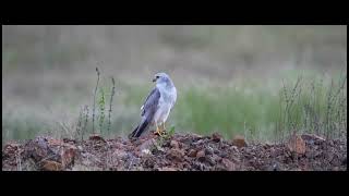 Harriers | A Grassland Special Bird of Prey @suniltakke #harrier #grassland #pallid #marsh #montagu