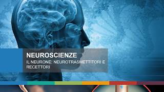 Il neurone: i neurotrasmettitori e i recettori