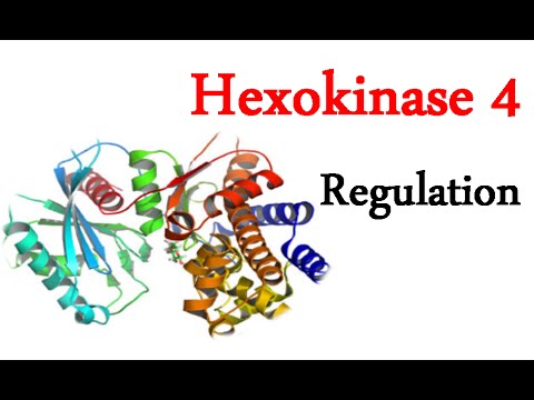 Regulation of hexokinase 4