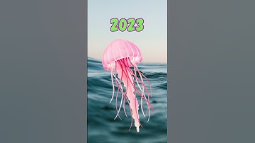 2023 Jellyfish vs 5000 bce Jellyfish