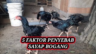 Download Lagu 5 Factors Causing Flabby Wings MP3