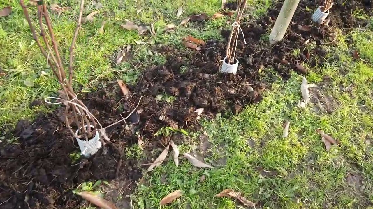 concimazione vigneto