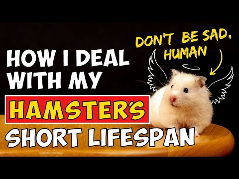 How To Deal With Hamster's Short Lifespan 