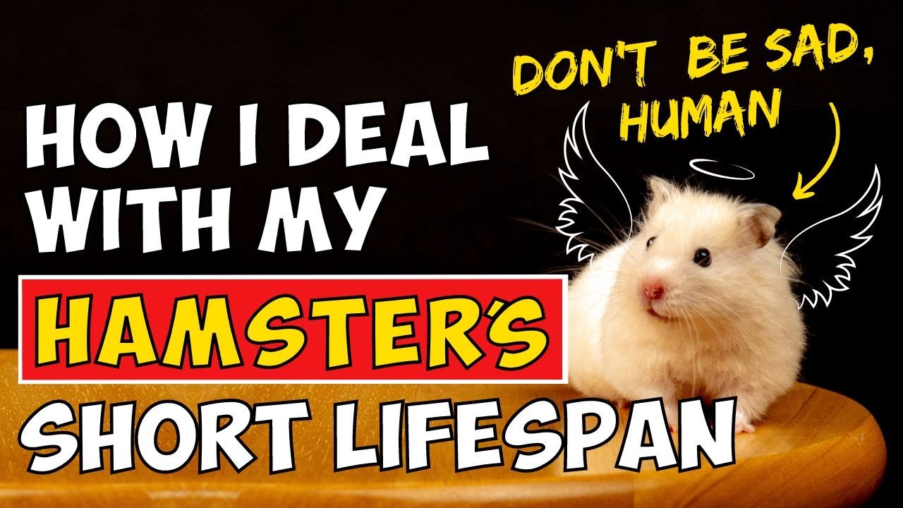 hamster lifespan- what am I doing wrong?