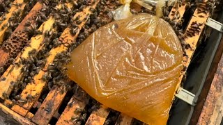 Arılara Bal Şurubu Hazırlama Oranı