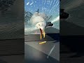 لم يكن يعلم أبدا أن طيور النورس يمكنها فعل هذا
