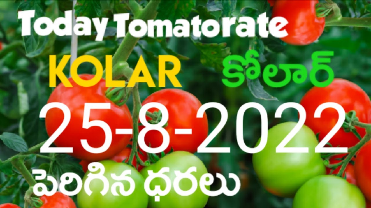 kolar tomato prices YouTube