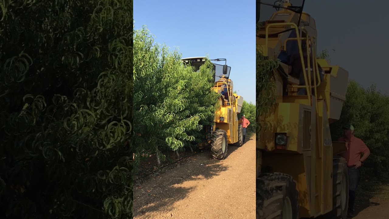High Density Peach Harvesting 1