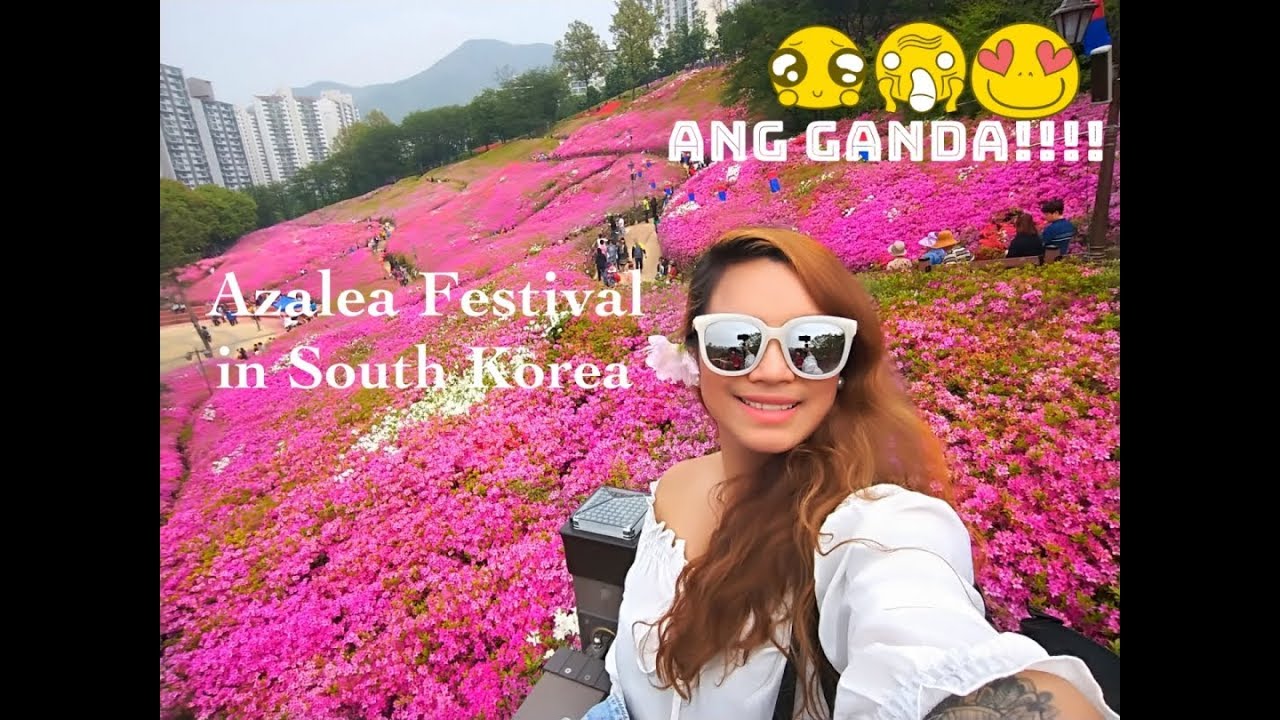 Azalea Festival South Korea
