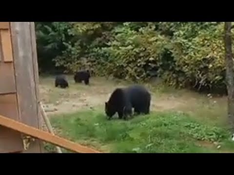 Video: Jak se vypořádat s medvědem na zahradě?