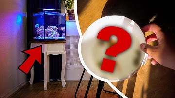 Adding Animals to New Nano Reef Tank