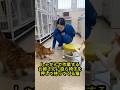 【涙腺崩壊】しゃがんで作業するお姉さんに自ら椅子を押して持ってくる猫