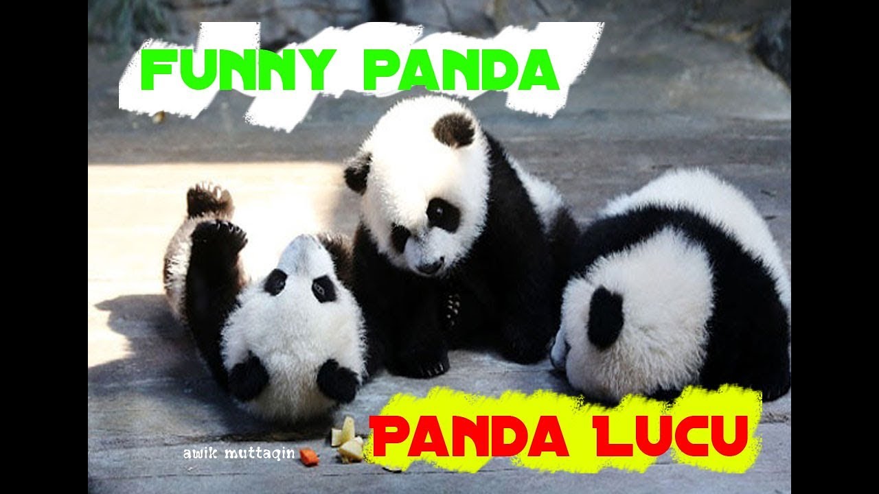 Kelucuan Anak Panda Membuat Hati Bahagia YouTube