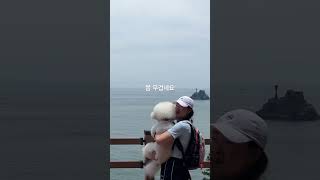태종대에서 토토와 5km 걷기/토토나들이/강아지산책/부산여행