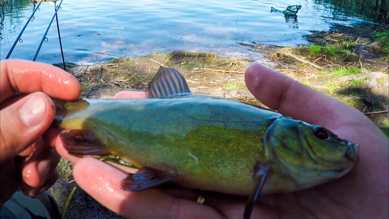 ЕГО НА ПРУЖИНУ ЕЩЁ НЕ ЛОВИЛ! Рыбалка на фидер и пружину - YouTube