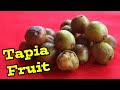 Tapia  extremely rare fruit in madagascar  weird fruit explorer ep 366