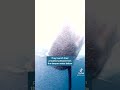 شاهد اشرس هجوم القرش على الغواصين الا القفص المحيط العلمي The Ocean Science Shorts شاهد اشرس هجوم القرش على الغواصين الا القفص المحيط العلمي The Ocean Science Shorts