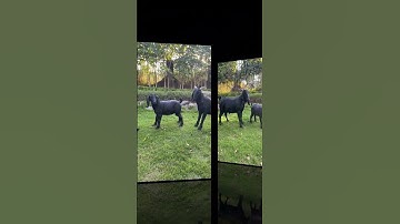 Mô hình 3D đàn dê - Sculpture Goat Fiberglass #frp #composite Saigon #3d #goat