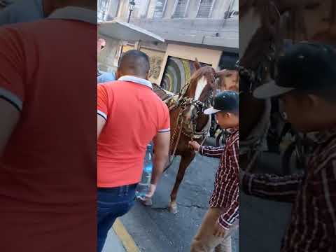 Por estrés, caballo de calandria rompe vidrio de un automóvil en pleno centro de GDL