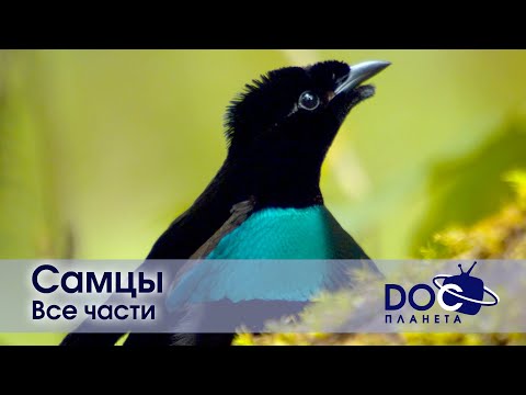 Самцы. Все части - Документальный фильм - Сборник