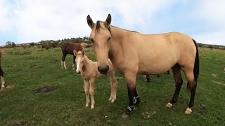 ТОРІЙСЬКІ КОНІ/КОНІ НА ПРОДАЖУ/Коні Ваговози/horses in Ukraine