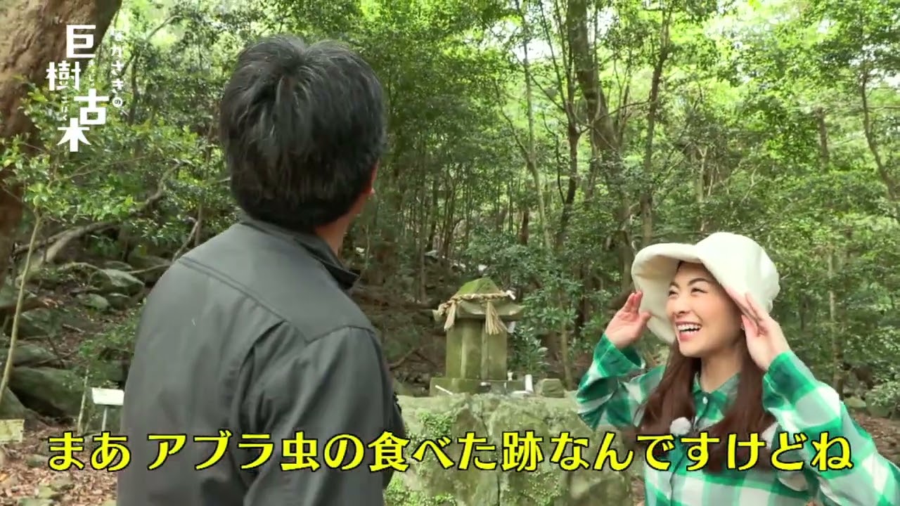 ながさきの巨樹・古木　佐世保市の調査　その3