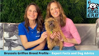Brussels Griffon Breed Profile  Expert Dog Training & Dog Health Tips | S6 Ep6 | Pooches at Play