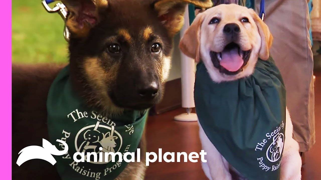 Two Future Guide Dogs Start Their Training | Too Cute! - YouTube