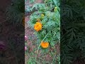 shaam bhi khoob hai#flower #naturelovers #trending #viral #foryou