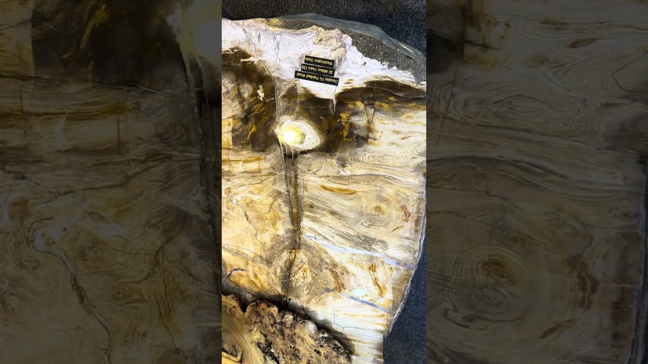 $40K FOSSILIZED TREE TABLE