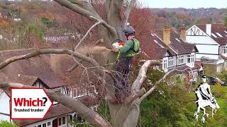 Furlonger Tree Services Beech Tree Removal Using a Crane!