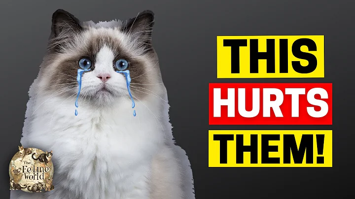 15 Things You Must NEVER Do to Your Ragdoll Cat