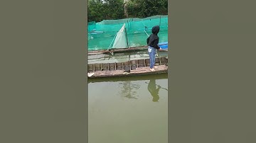 Đi bắt cá quả khỏng lồ ở miền tây của cô gái #anhducbonsai #bonsai #shortvideo #shorts #caycanh