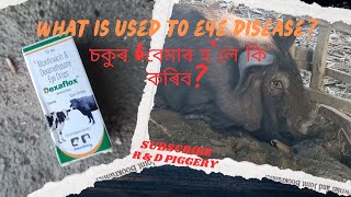 What medicine is used for eye disease? গাহৰিৰ চকু বেমাৰ হ`লে কি দৰৱ দিব লাগে??