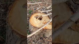 Freshly cut tree stump with hollow center due to decay