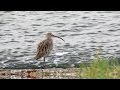 Wulp Numenius Arquata Eurasian Curlew كروان الماء Gajahan Erasia Close Up Wulp Numenius Arquata Eurasian Curlew كروان الماء Gajahan Erasia Close Up