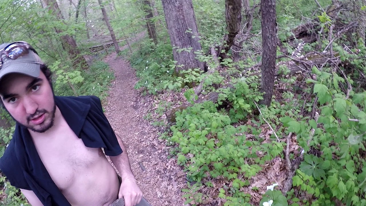 Trees Cats and Laser Tag