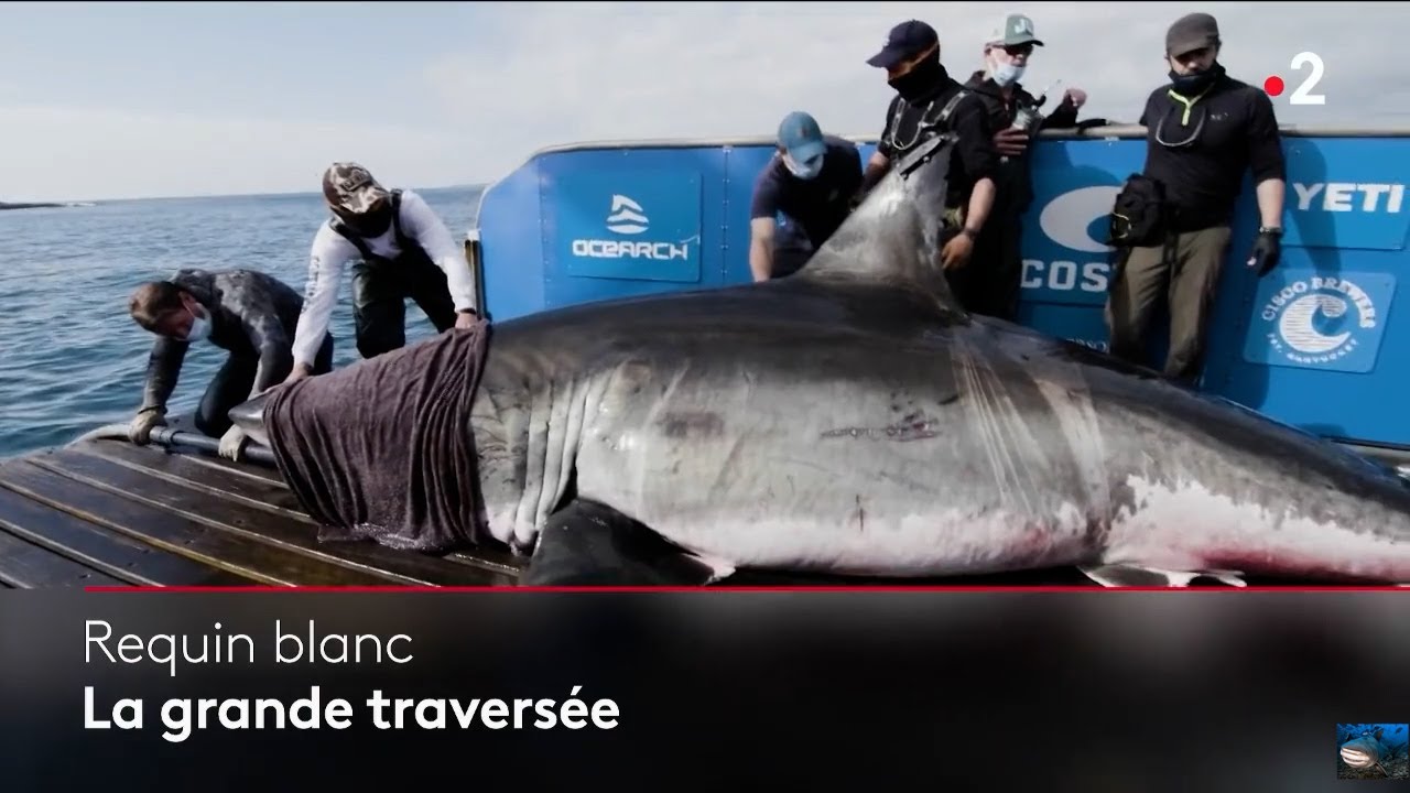 Requin Blanc La Grande Traversee De Nukumi 2 05 21 Youtube Requin Blanc La Grande Traversee De Nukumi 2 05 21 Youtube
