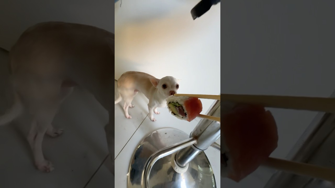 Niki bites the Kuchi Sushi??