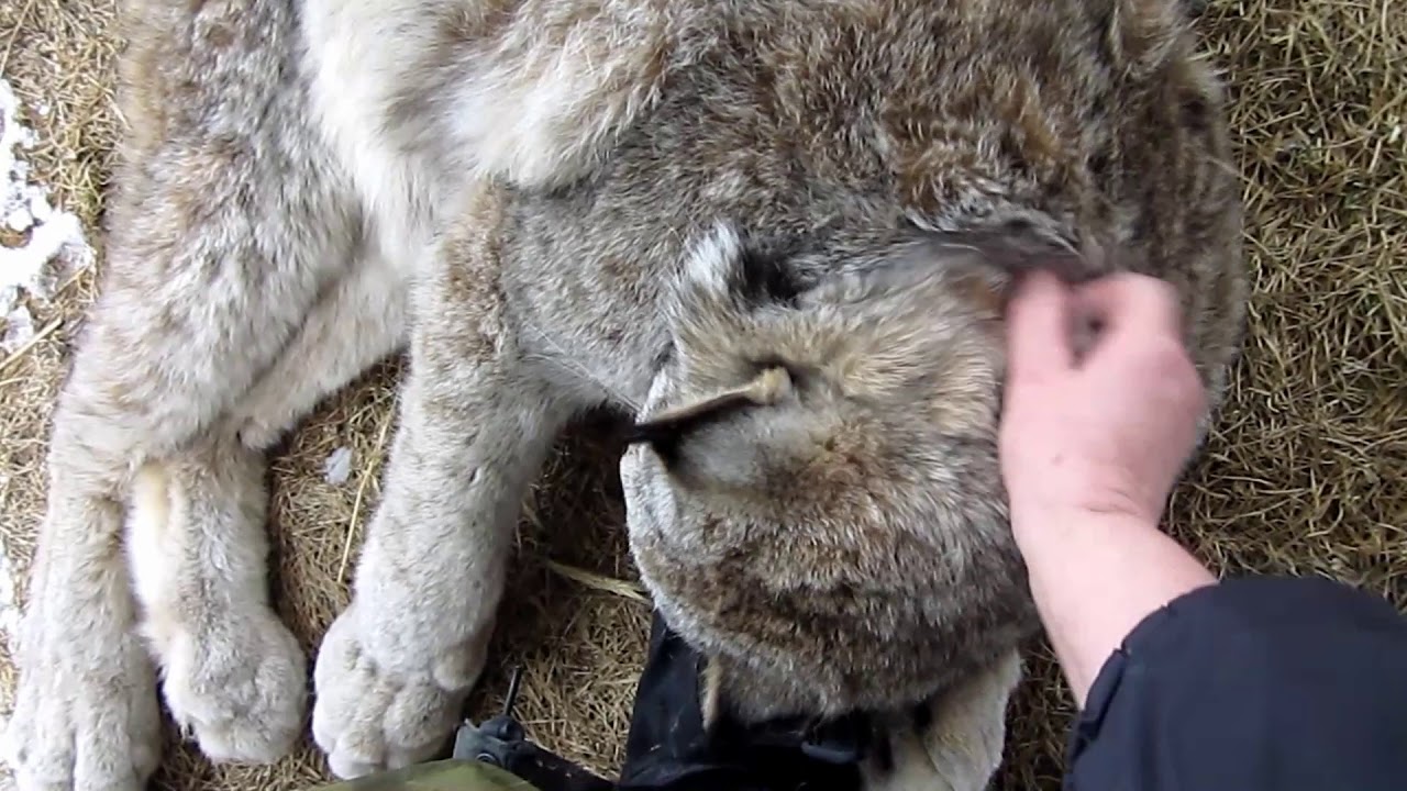 Max Canada Lynx & the Sweet Spot