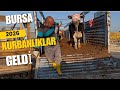 BURSA Hayvan Pazarı-İlk Kurbanlıklar Gelmeye Başladı-Kurbanlıklar Nakliyesi-Geçit No 35-