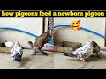 How pigeons feed a newborn pigeon  baby pigeon kabootar care  skr 1 pigeon